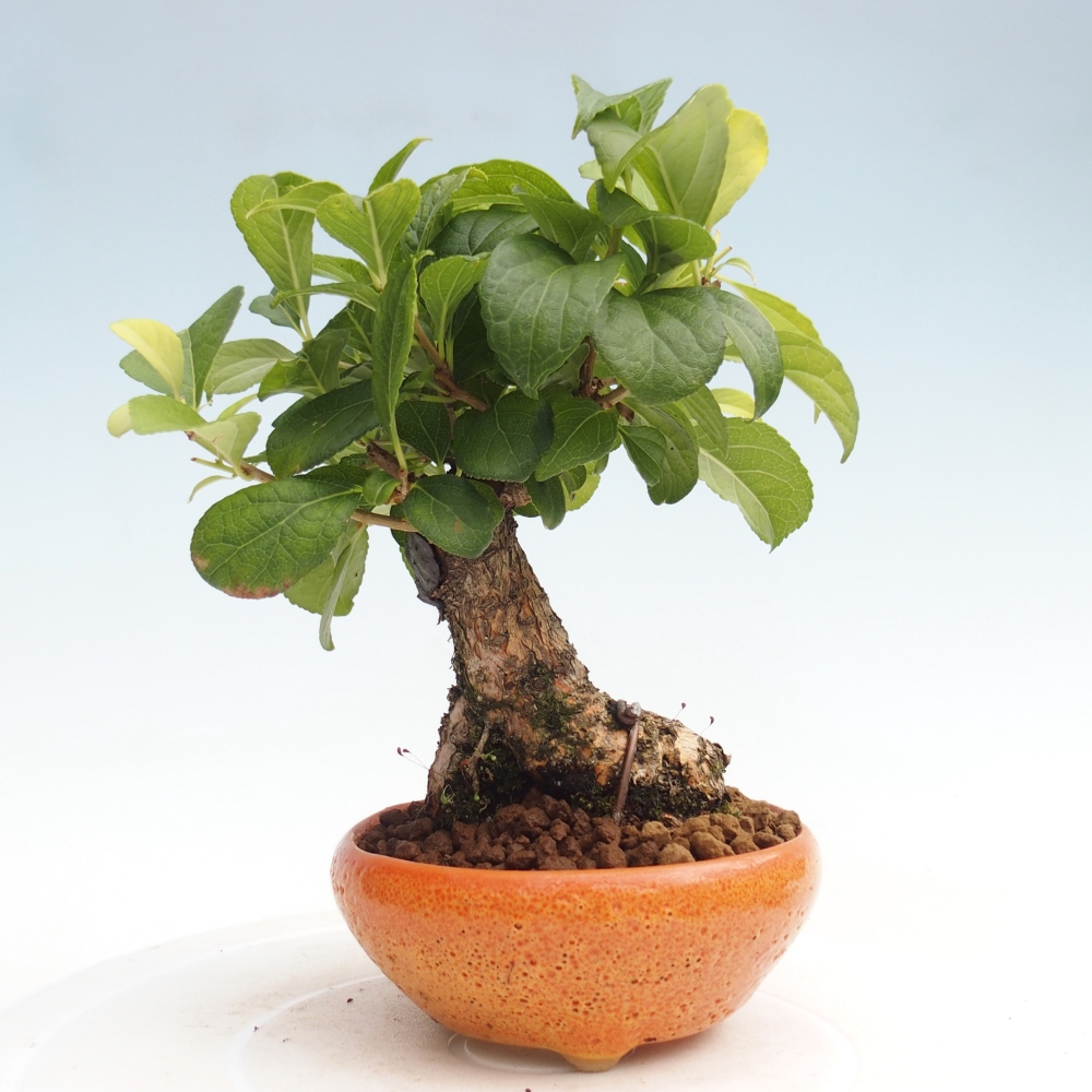 Bonsai na zewnątrz - Celastrus Jesenec