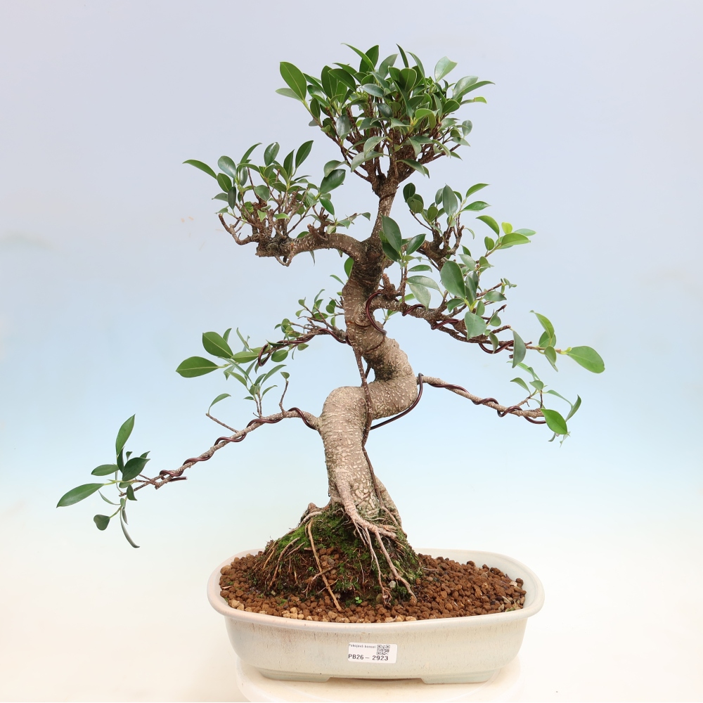 Pokój bonsai - Ficus kimmen - figowiec drobnolistny
