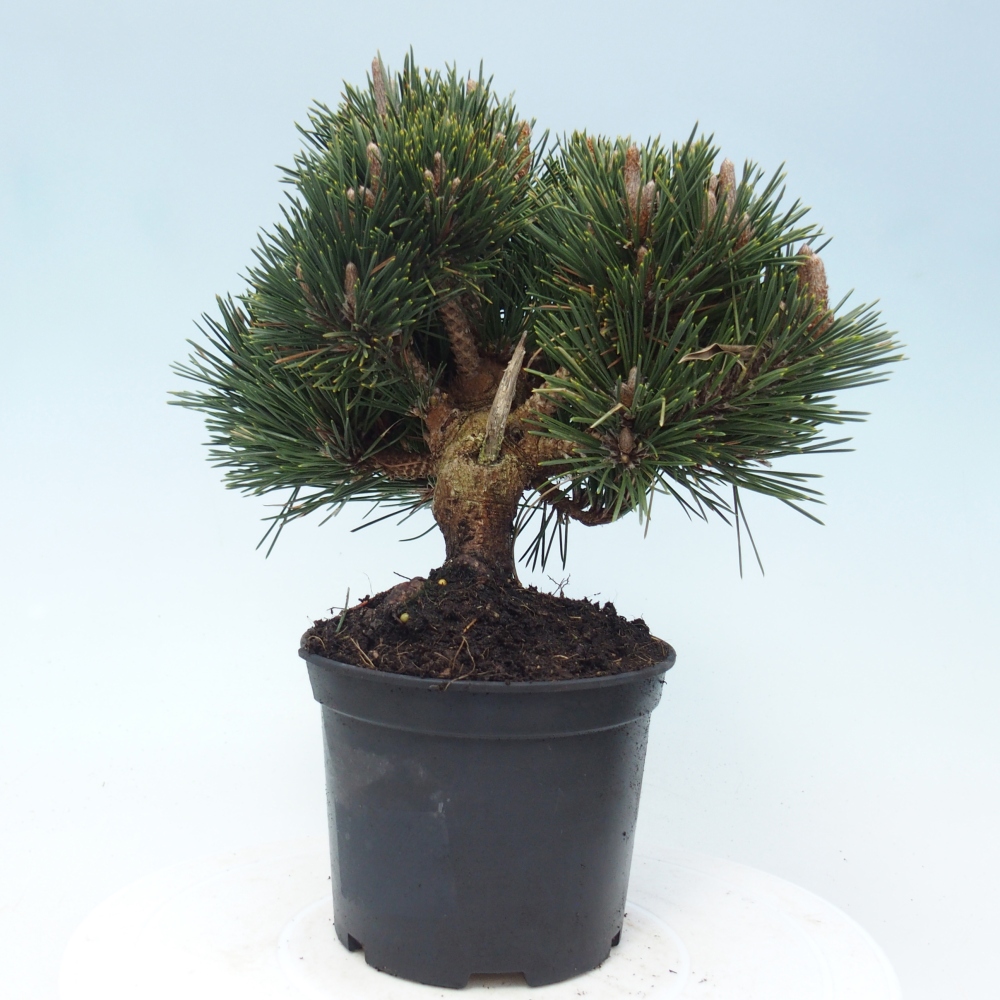 Outdoor bonsai - Pinus thunbergii senjyumaru - Sosna Thunberga