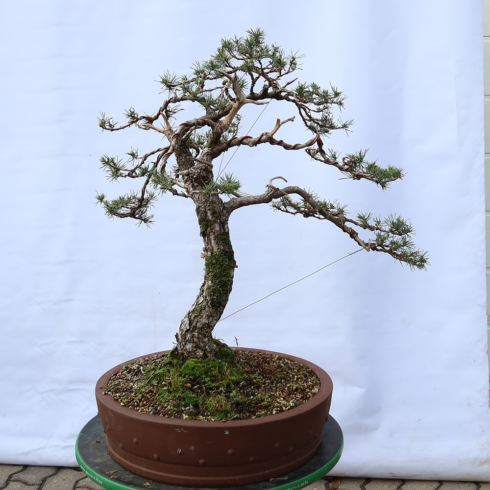 Pinus sylvestris Hiszpania – sosna zwyczajna
