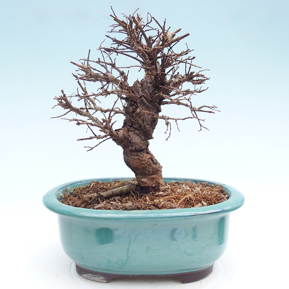 Bonsai zewnętrzne - Zelkova - Zelkova NIRE