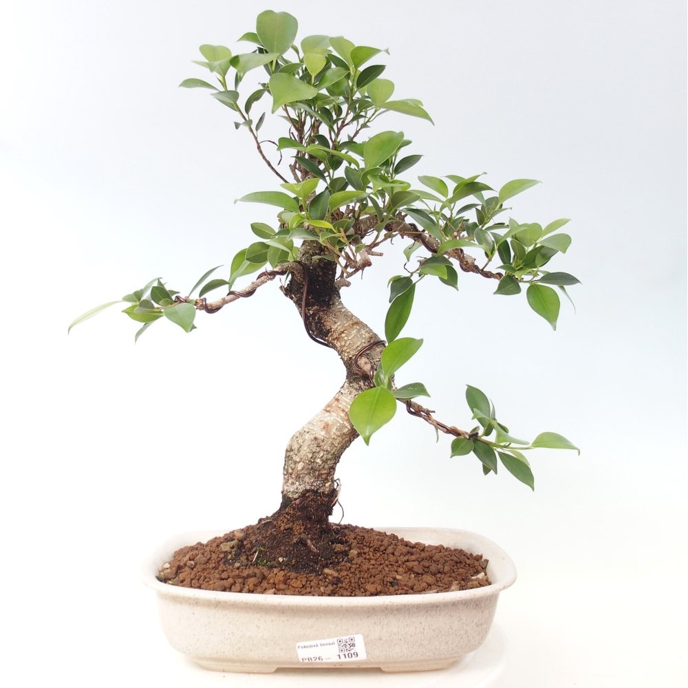 Pokój bonsai - Ficus kimmen - figowiec drobnolistny