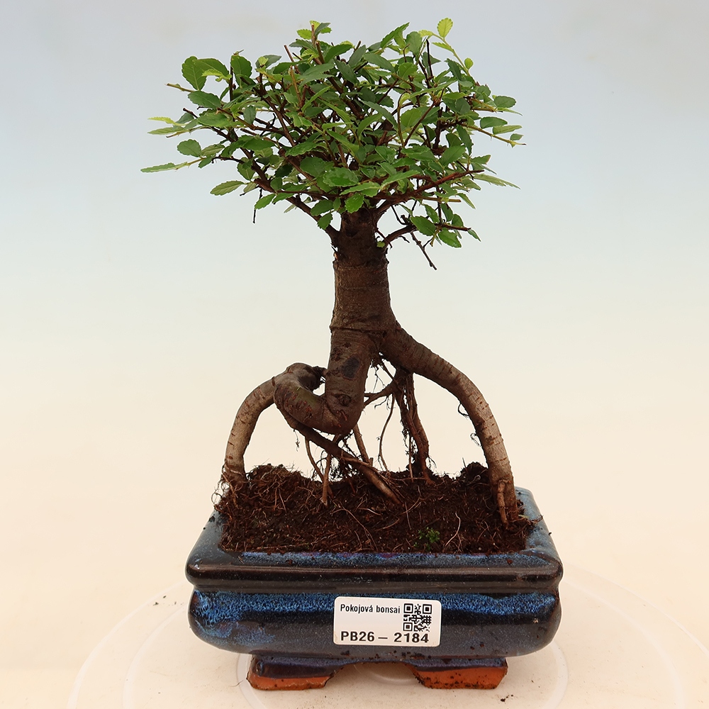 Pokój bonsai - Ulmus parvifolia - Wiąz drobnolistny