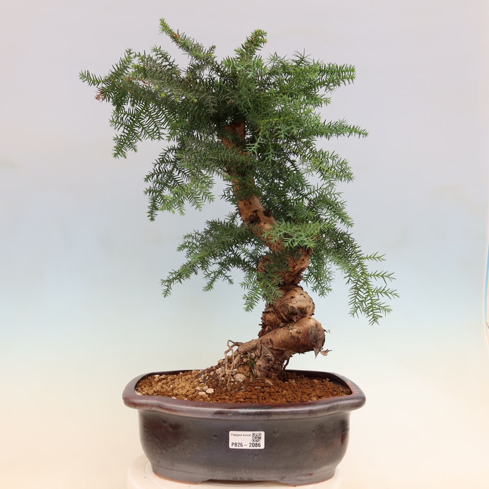 Bonsai domowe – araukaria – domowa sosenka