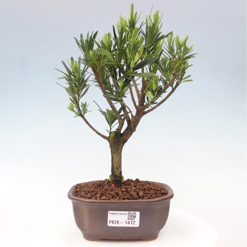Pokój bonsai - Podocarpus - Kamienny cis
