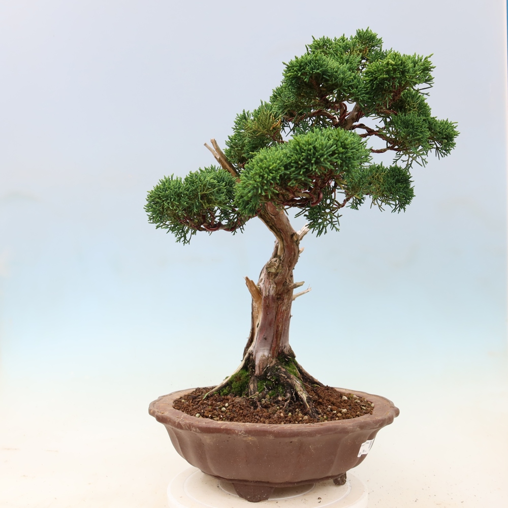 Outdoor bonsai - Juniperus chinensis Kishu