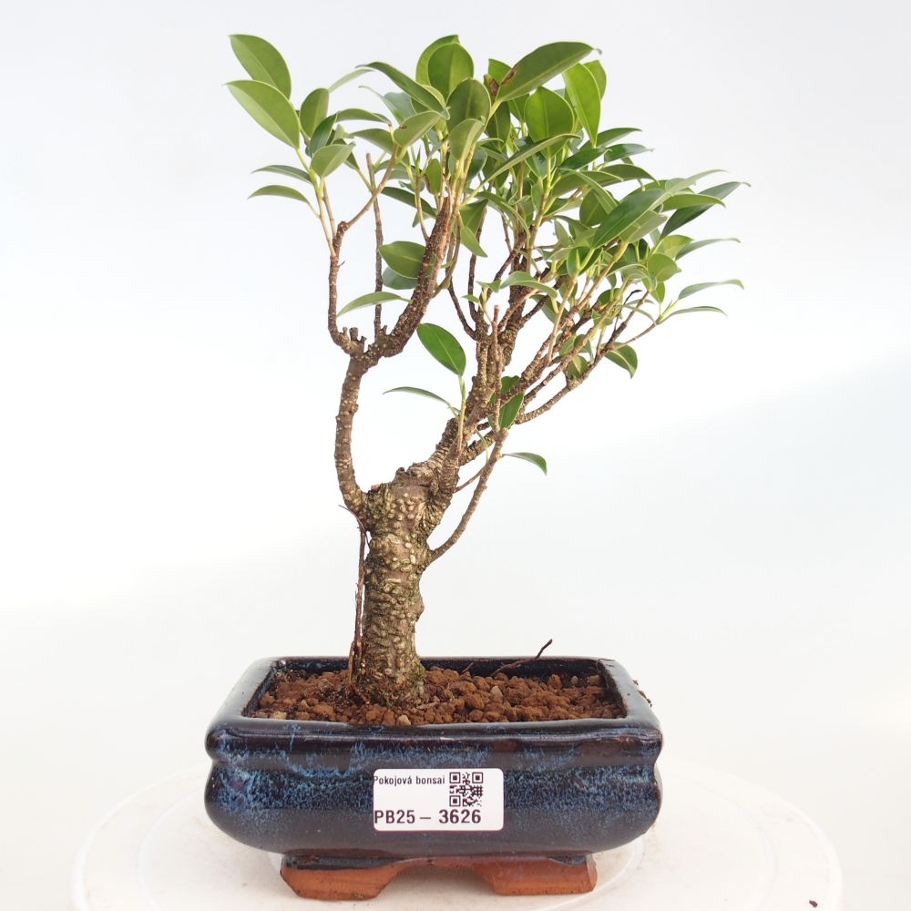 Pokój bonsai - Ficus retusa - figowiec drobnolistny