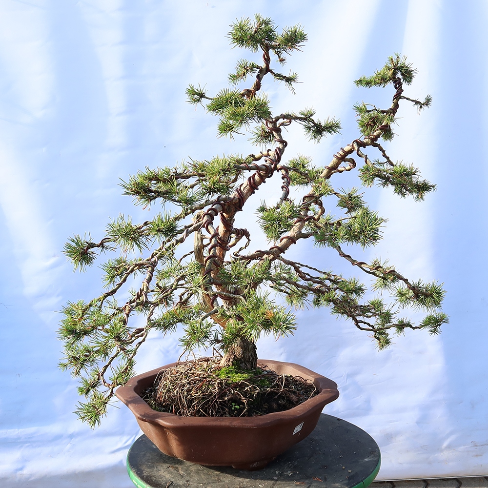 Pinus sylvestris Hiszpania – sosna zwyczajna