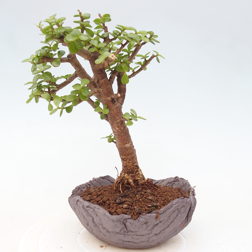 Pokój bonsai - Portulakaria Afra - Tlustice
