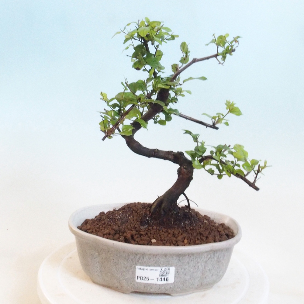 Bonsai wewnętrzne - Sagerécie thea - Sagerécie thea