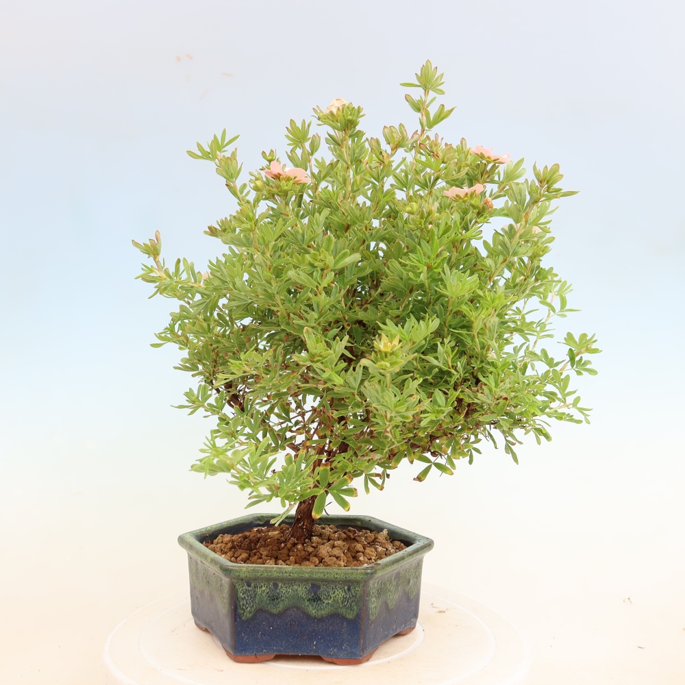 Bonsai ogrodowe – Potentilla fruticosa „Bellissima”