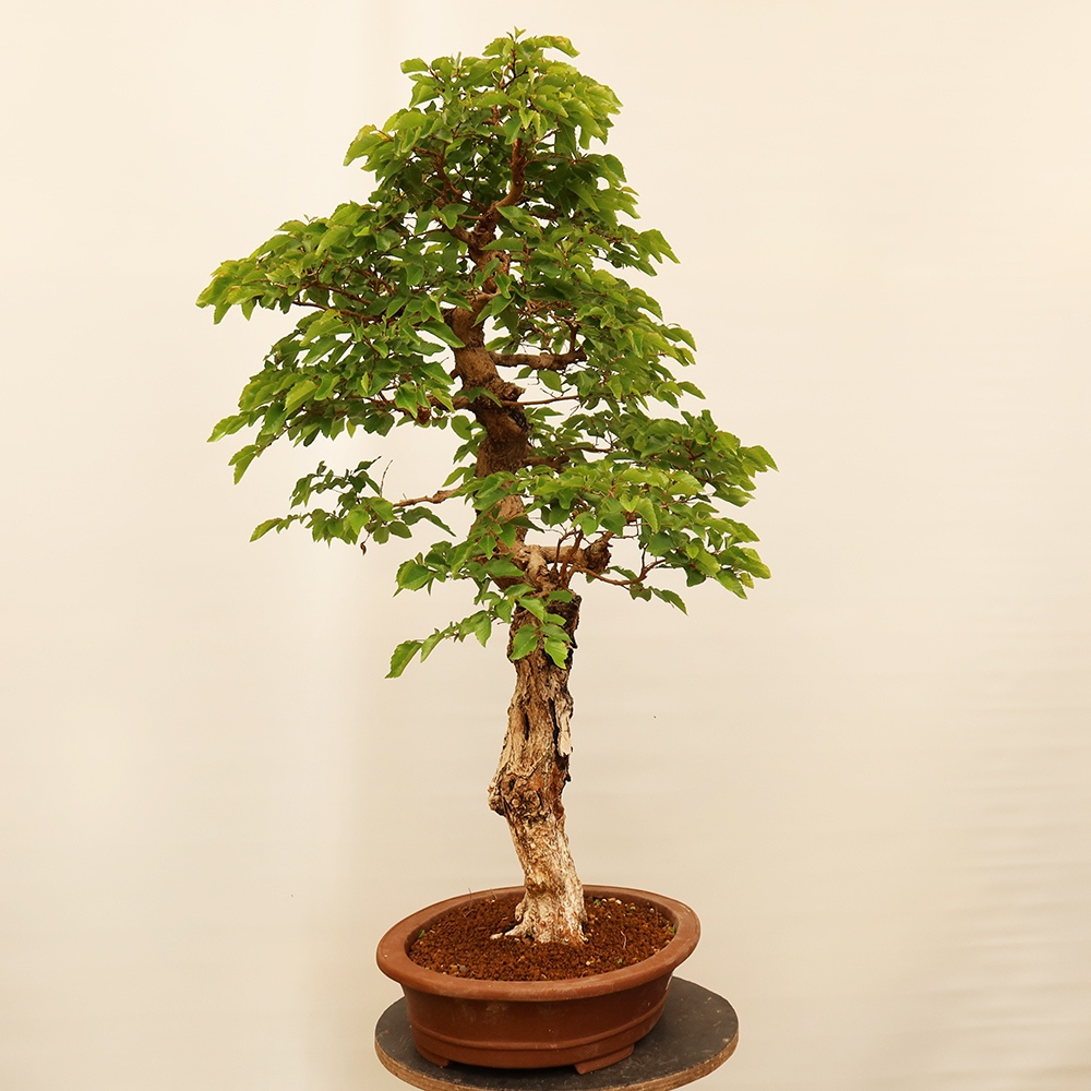 Bonsai plenerowe - Carpinus Coreana - grab koreański