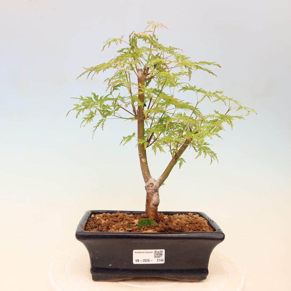 Bonsai ogrodowe – Acer palmatum Dissectum – klon palmowy 