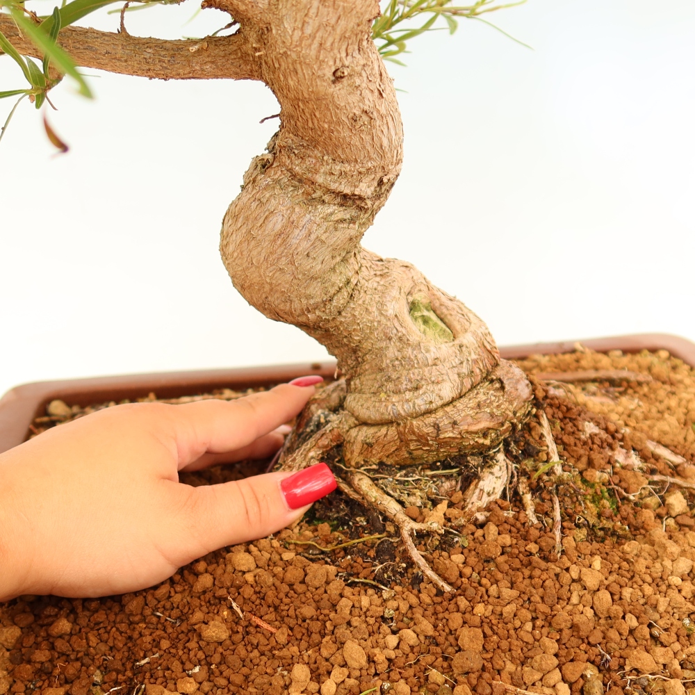 Pokój bonsai - Ficus nerifolia - figowiec drobnolistny