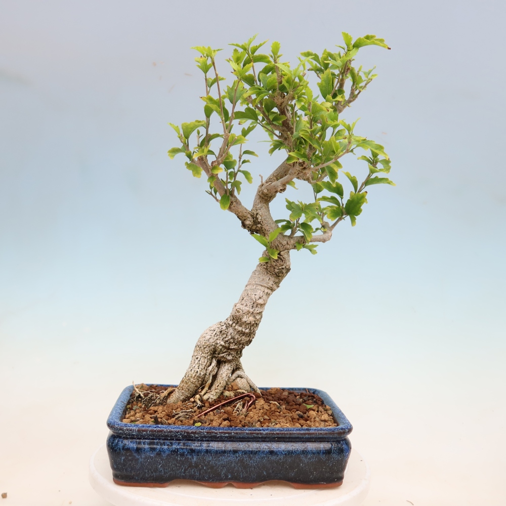 Bonsai ogrodowe – Hibiscus syriacus – hibiskus syryjski