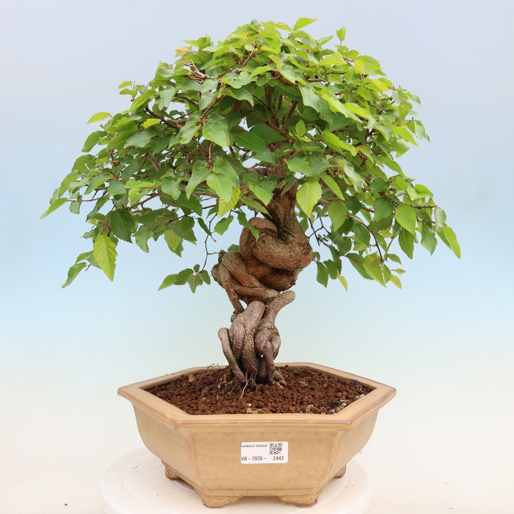 Outdoor bonsai - Carpinus coreana - grab koreański