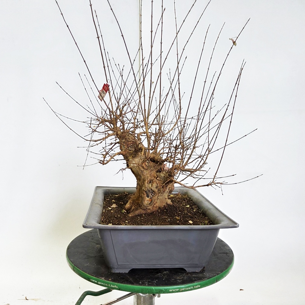 Klon bonsai na zewnątrz - Acer Burgeriana