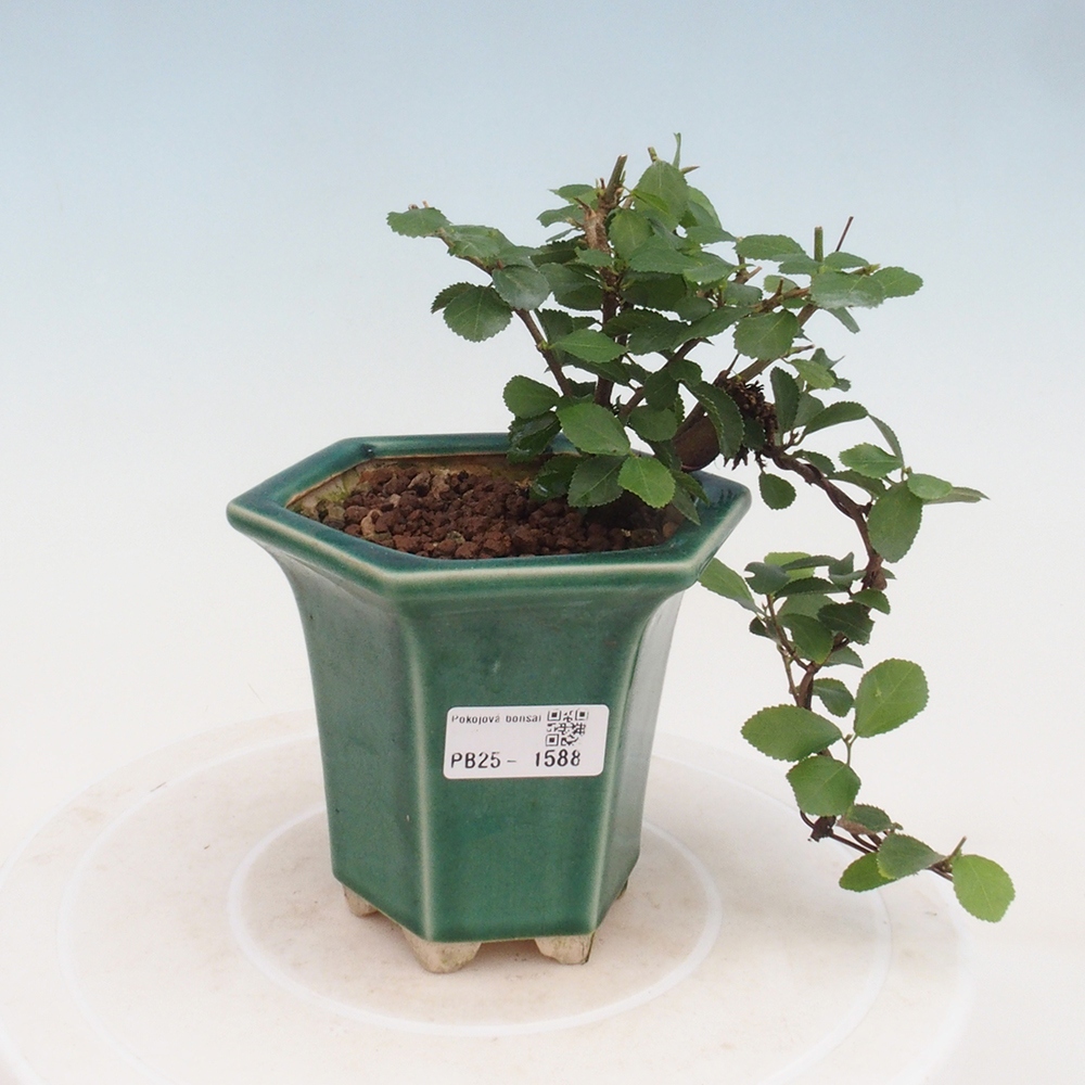 Kryty bonsai - Grewia occidentalis - Lawendowa gwiazda