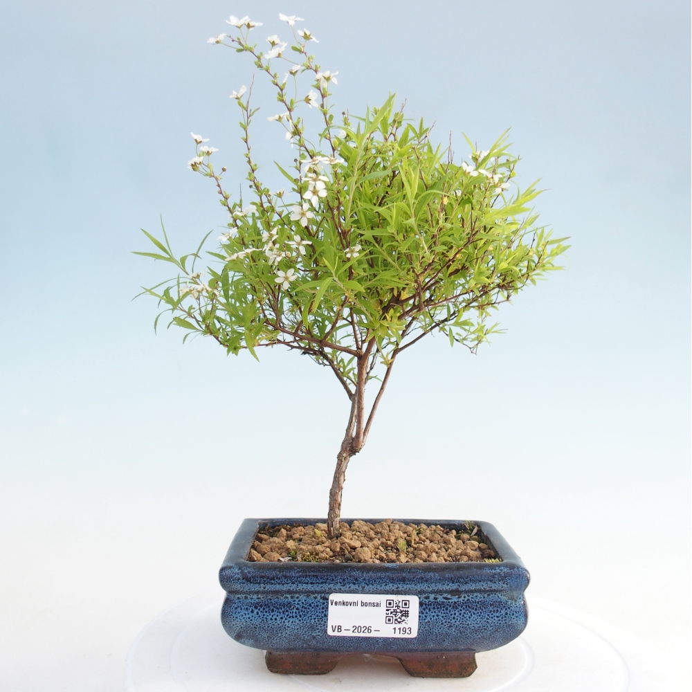 Outdoor bonsai - jawor drobnolistny - Spirea japonica