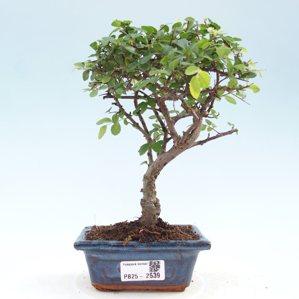Kryty bonsai - Ulmus parvifolia - Wiąz mały liść