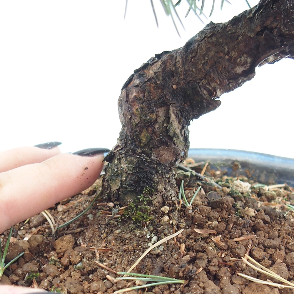 Outdoor bonsai - Pinus parviflora - Mała sosna