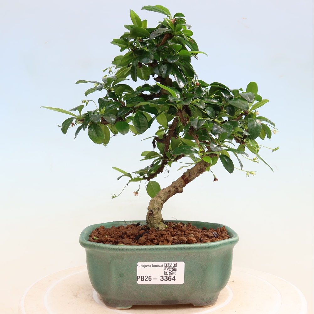 Bonsai pokojowe - Carmona macrophylla - Tea fuki
