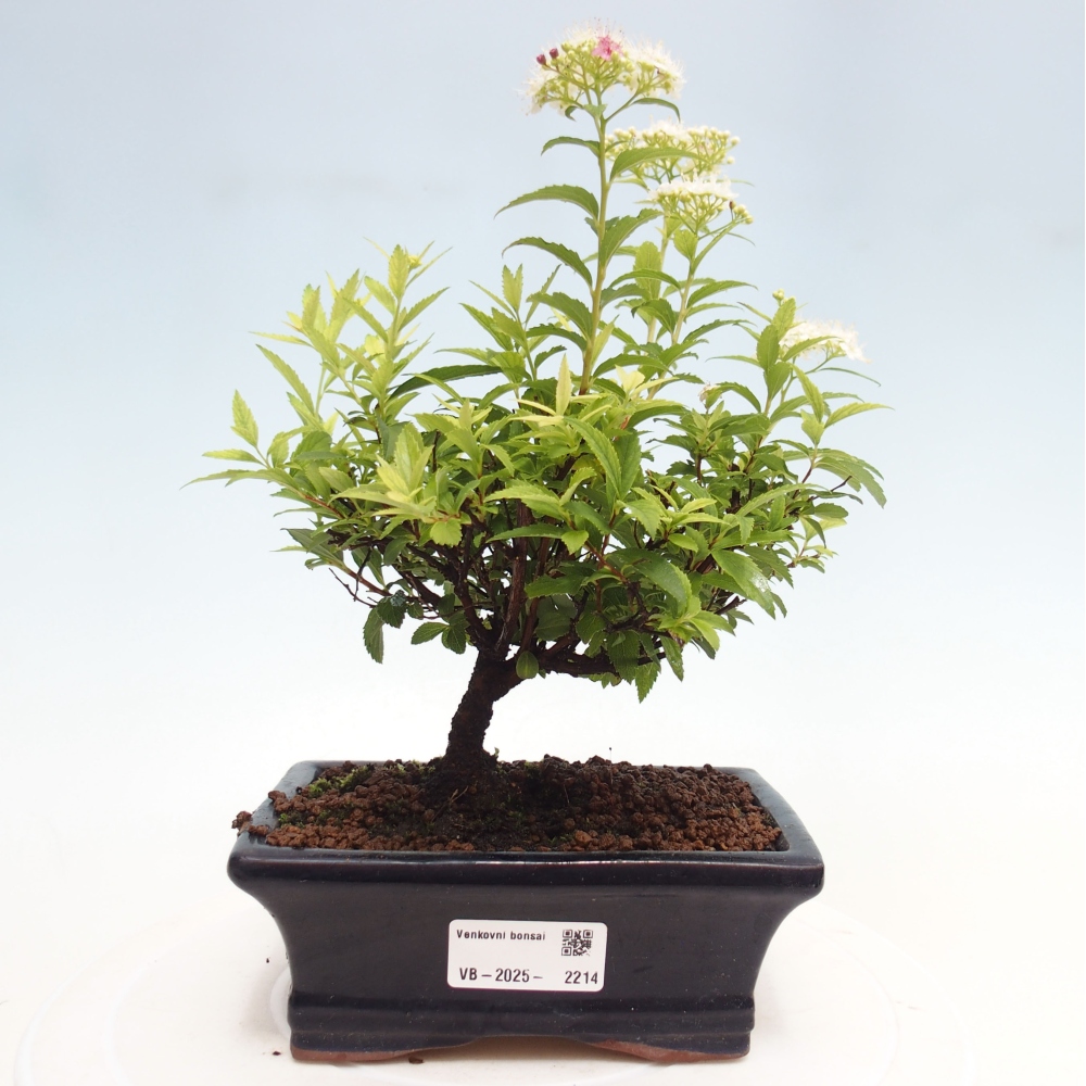 Outdoor bonsai - Spirea japonica GENPSI