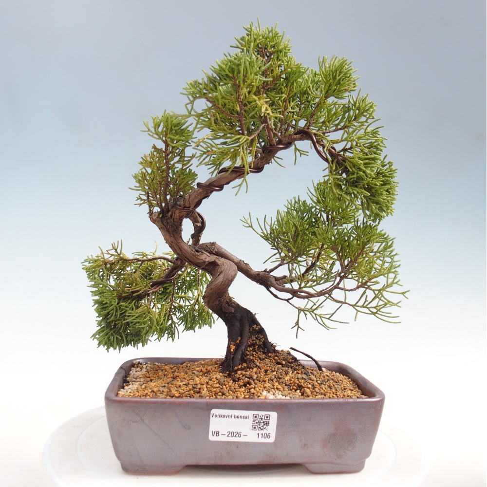 Outdoor bonsai - Juniperus chinensis Kishu