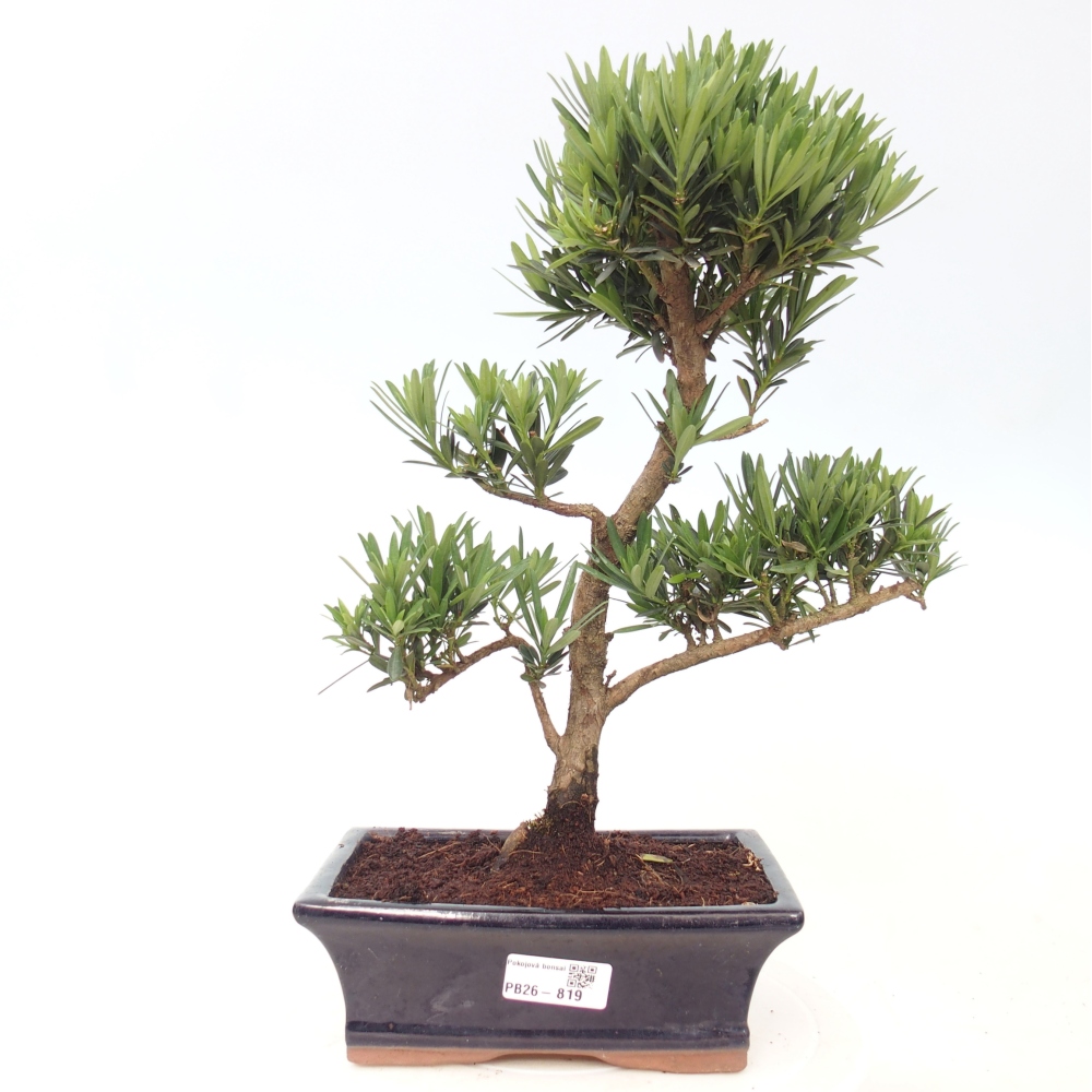 Pokój bonsai - Podocarpus - Kamienny cis