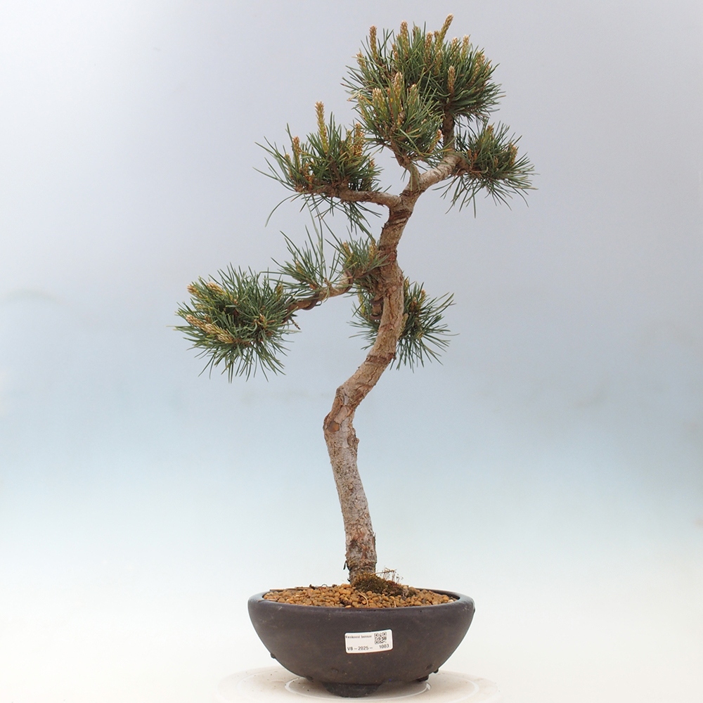 Outdoor bonsai - Pinus Sylvestris - sosna zwyczajna