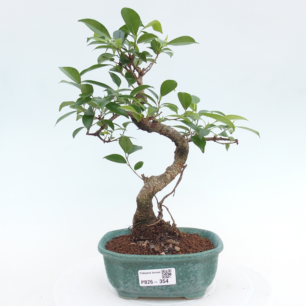 Pokój bonsai - Ficus retusa - figowiec drobnolistny