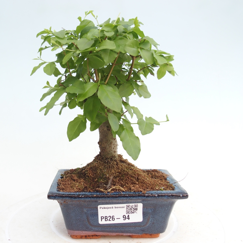 Pokój bonsai - Ligustrum chinensis - Dziób ptaka