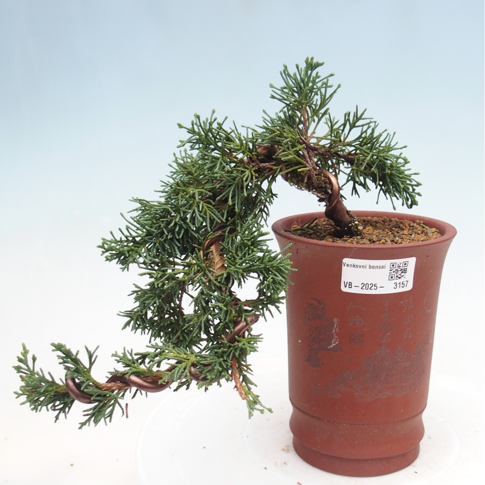 Bonsai zewnętrzne - Juniperus chinensis Kishu - Jałowiec chiński