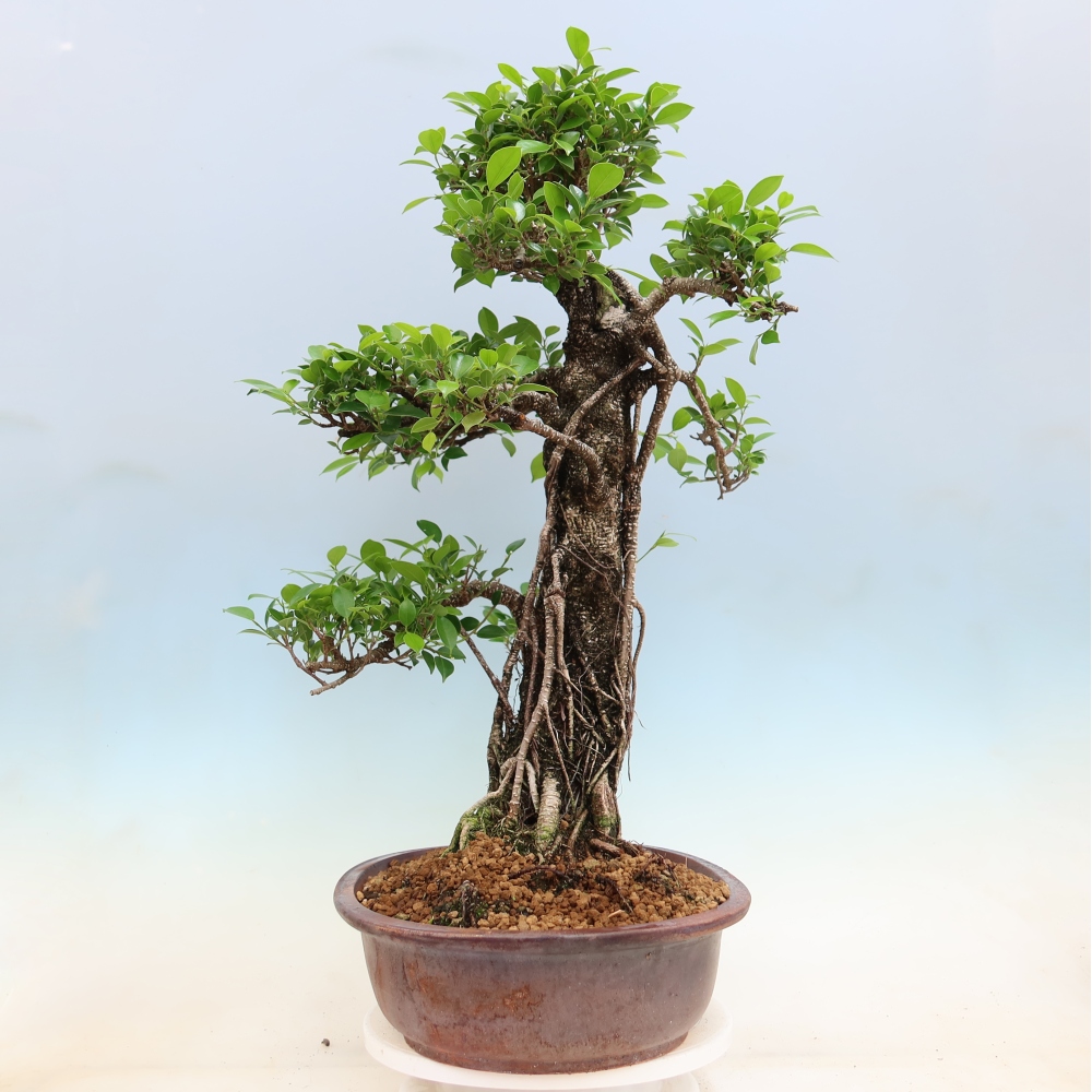 Pokój bonsai - Ficus kimmen - figowiec drobnolistny