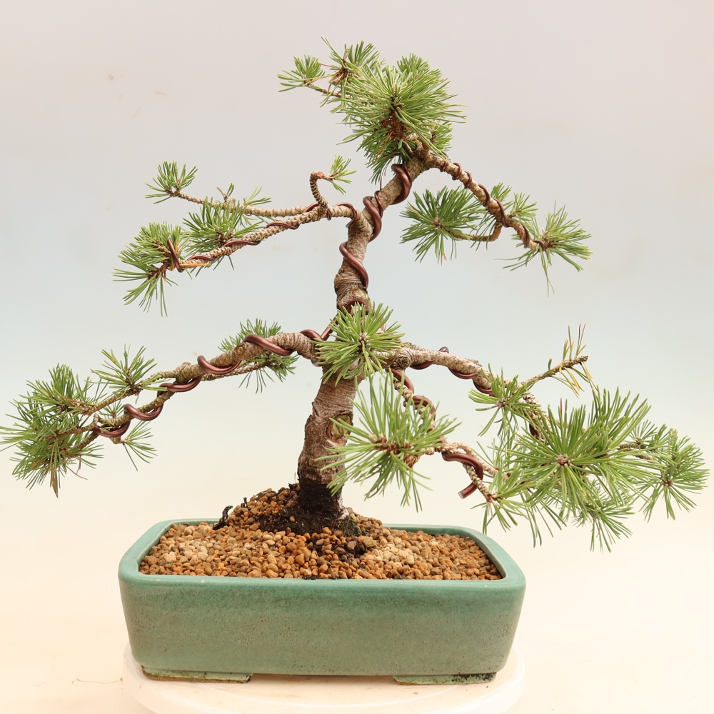 Bonsai ogrodowe – Pinus mugo Humpy – sosna karłowata