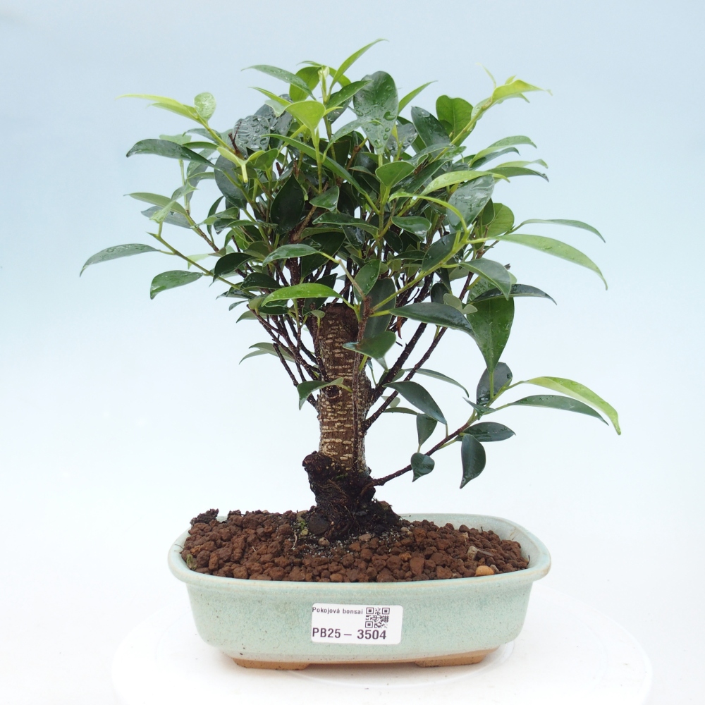 Pokój bonsai - Ficus retusa - figowiec drobnolistny