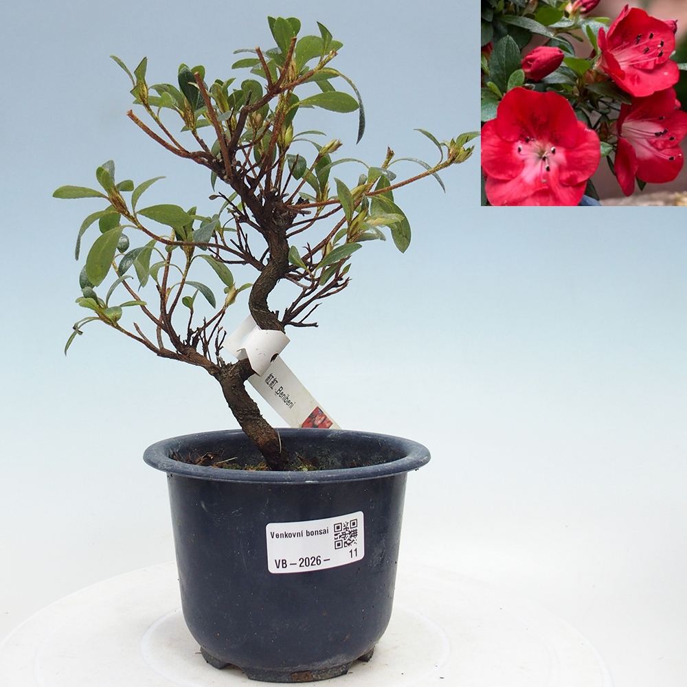 Bonsai zewnętrzne - Azalia japońska - Azalia Benibeni