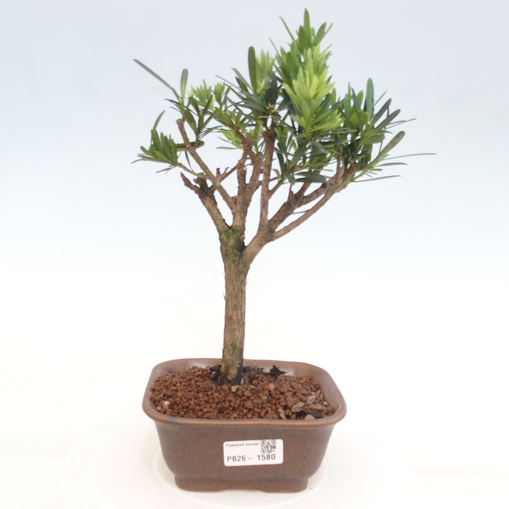 Pokój bonsai - Podocarpus - Kamienny cis