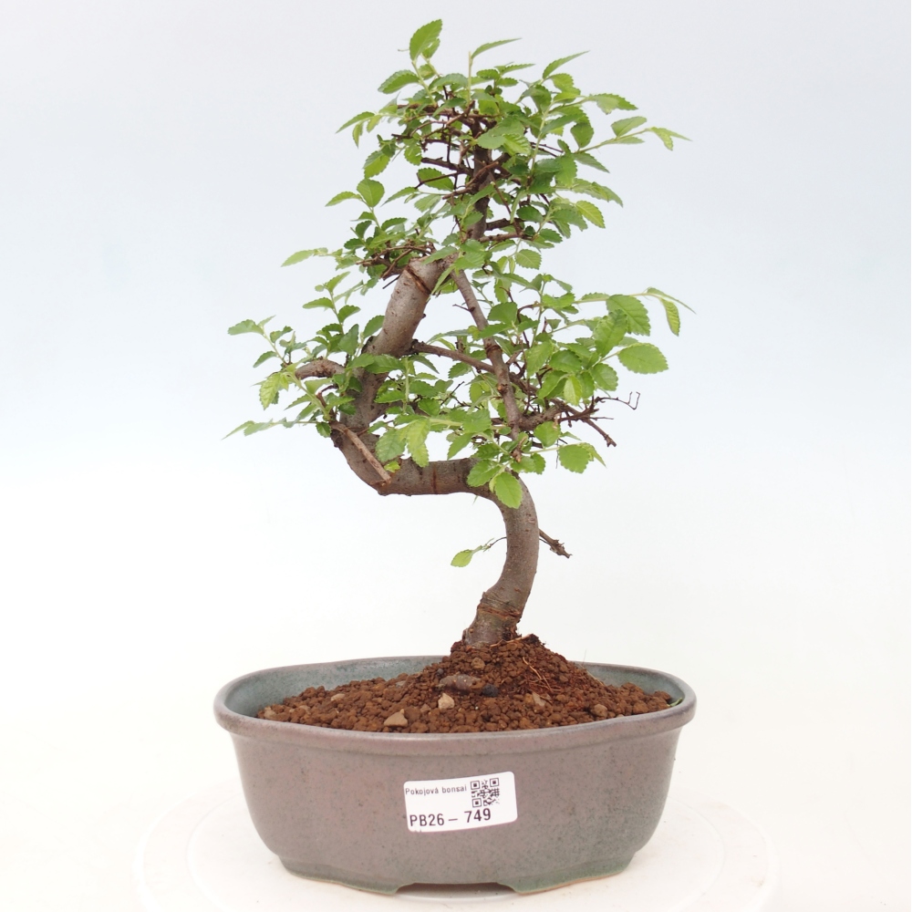 Pokój bonsai - Ulmus parvifolia - Wiąz drobnolistny