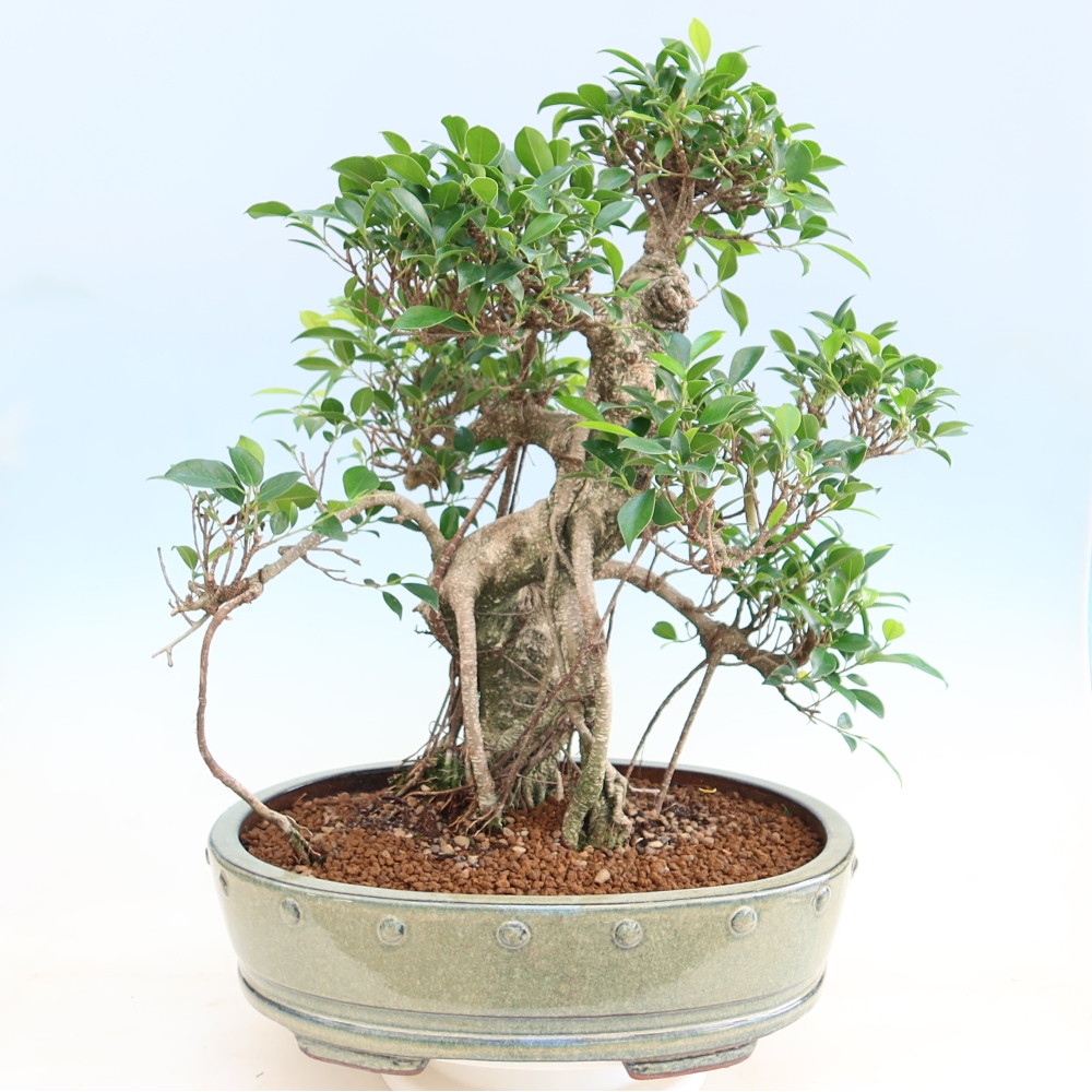 Pokój bonsai - Ficus kimmen - figowiec drobnolistny
