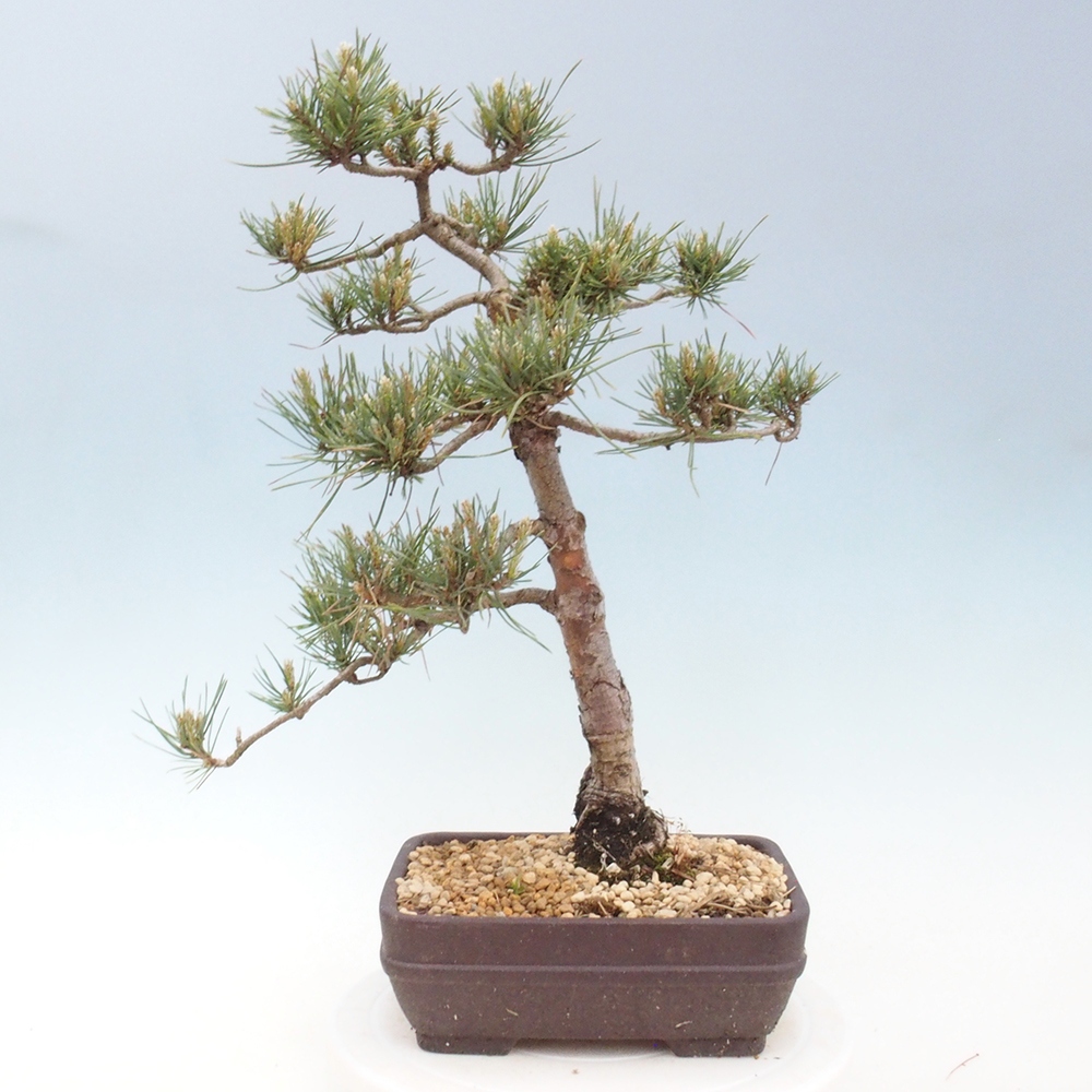 Outdoor bonsai - Pinus Sylvestris - sosna zwyczajna