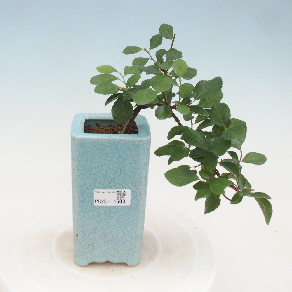 Kryty bonsai - Grewia occidentalis - Lawendowa gwiazda