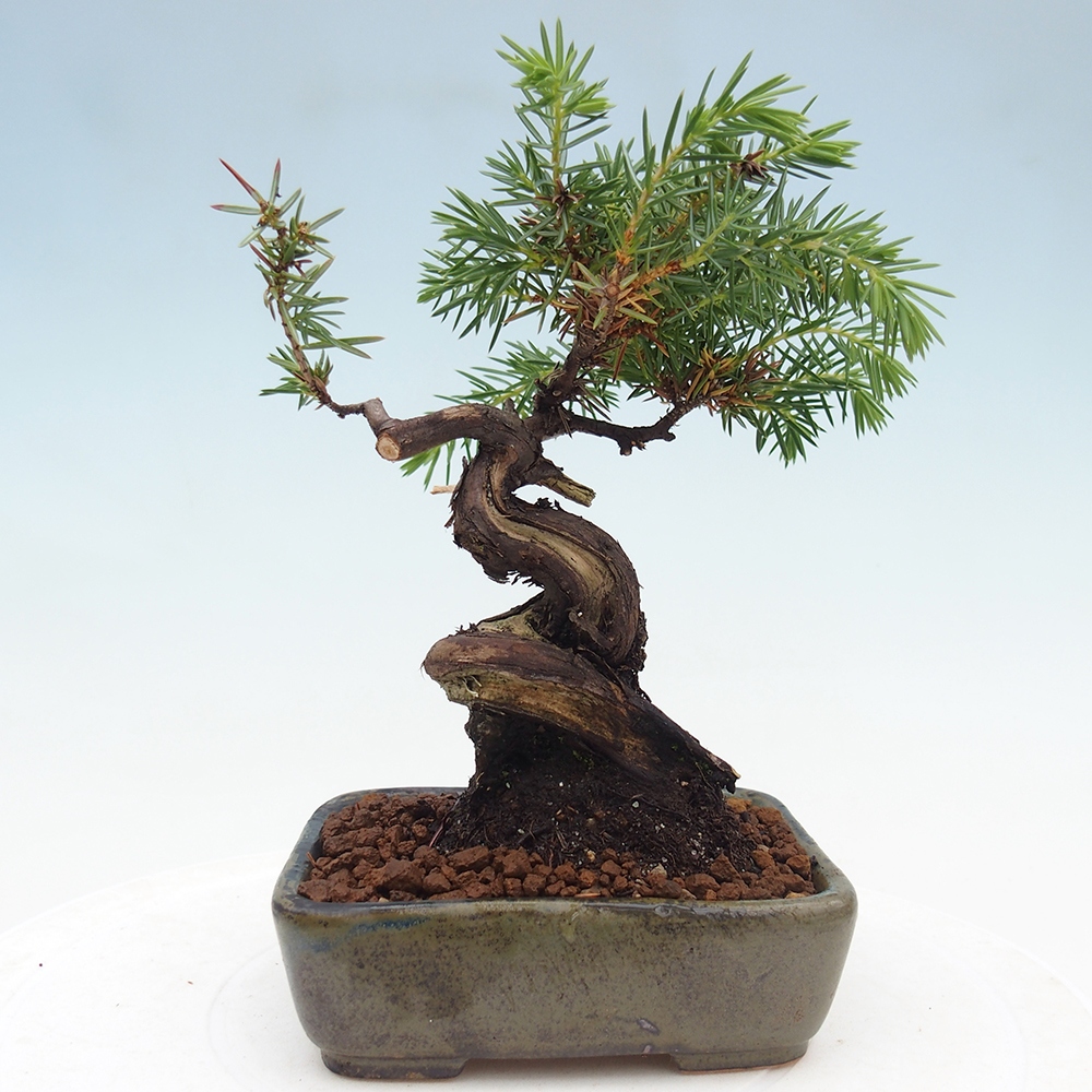 Outdoor bonsai - Juniper rigida - Juniperus rigida