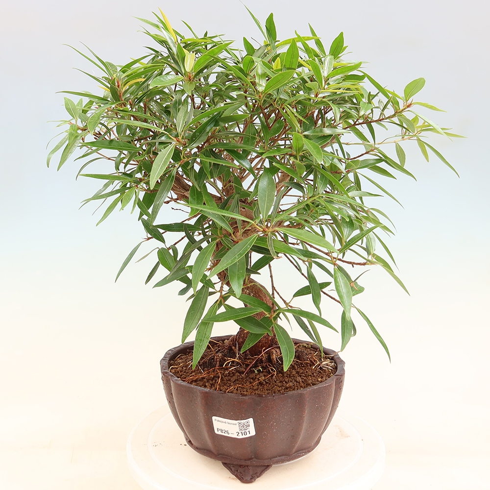 Pokój bonsai - Ficus nerifolia - figowiec drobnolistny