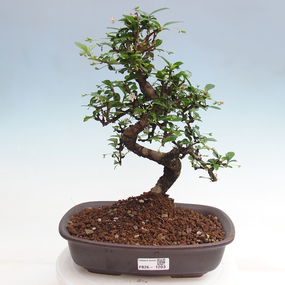 Bonsai pokojowe - Carmona macrophylla - Tea fuki