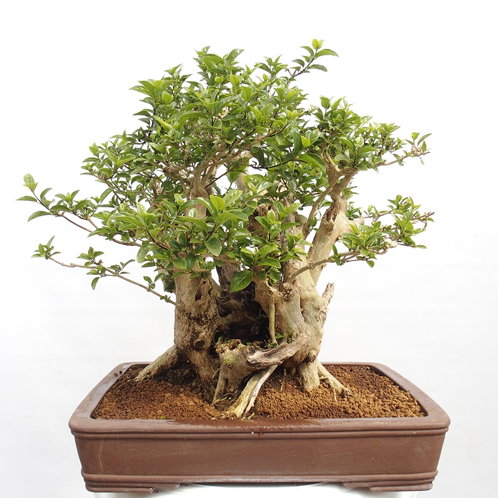 Bonsai wewnętrzne - Premna serratifolia - Kozlovon drobnolistny