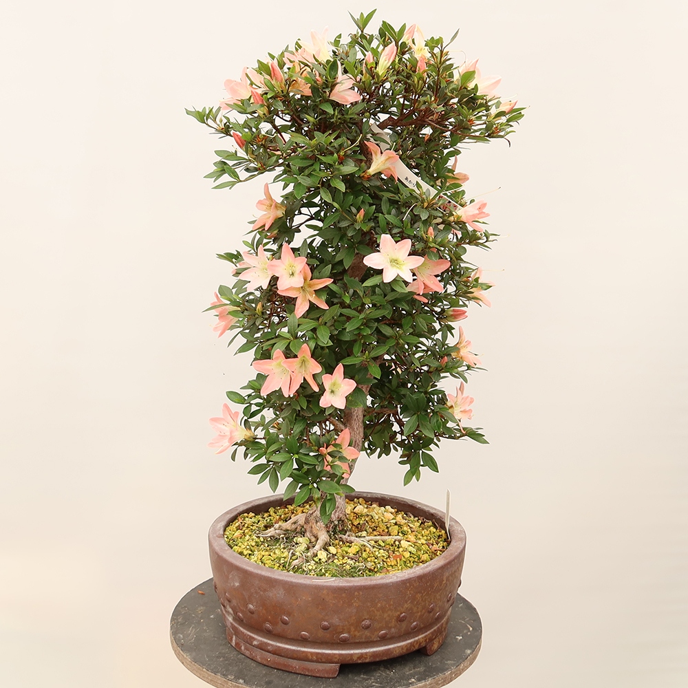 Bonsai zewnętrzne - Azalia japońska - Azalia CHIHIRO