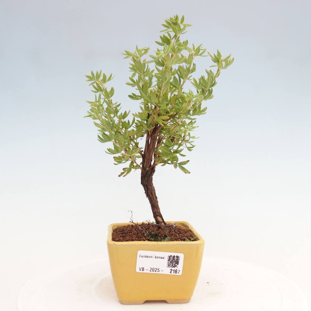 Outdoor bonsai-Pięciolistnik - Potentila fruticosa żółty Ptak