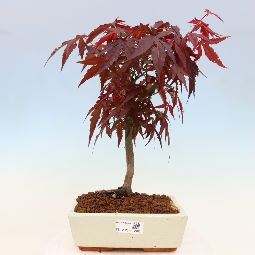 Bonsai na zewnątrz - Palma Acer. Atropurpureum-Javor palmate