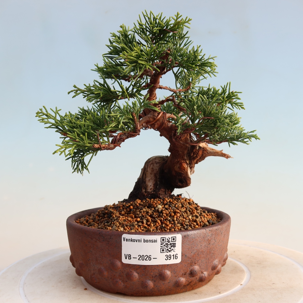 Outdoor bonsai - Juniperus chinensis Itoigawa - Jałowiec chiński